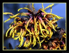 Zaubernuß (Hamamelis spec.)