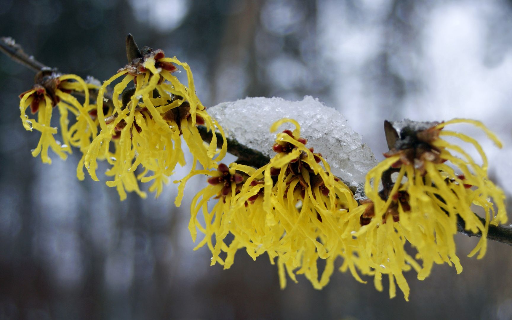 Zaubernuss im Februar Foto & Bild pflanzen, pilze & flechten, blüten
