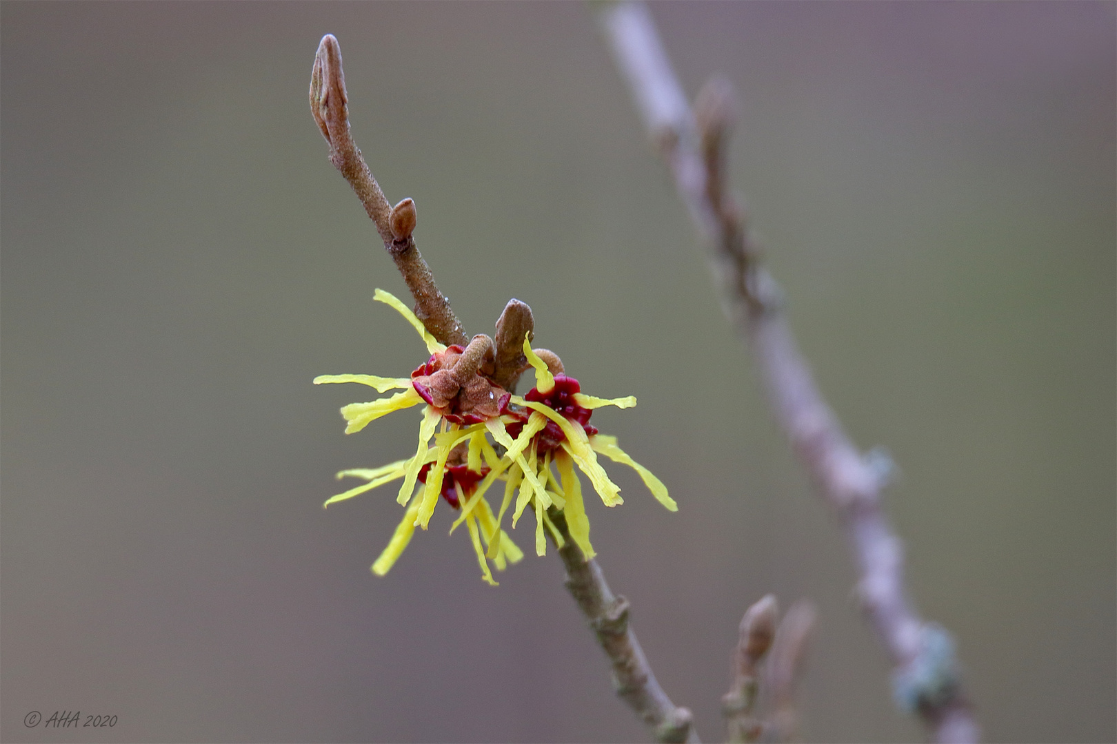 Zaubernuss im Greizer Park