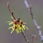 Zaubernuss im Greizer Park