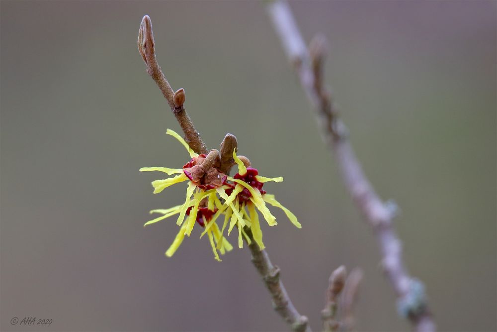 Zaubernuss im Greizer Park