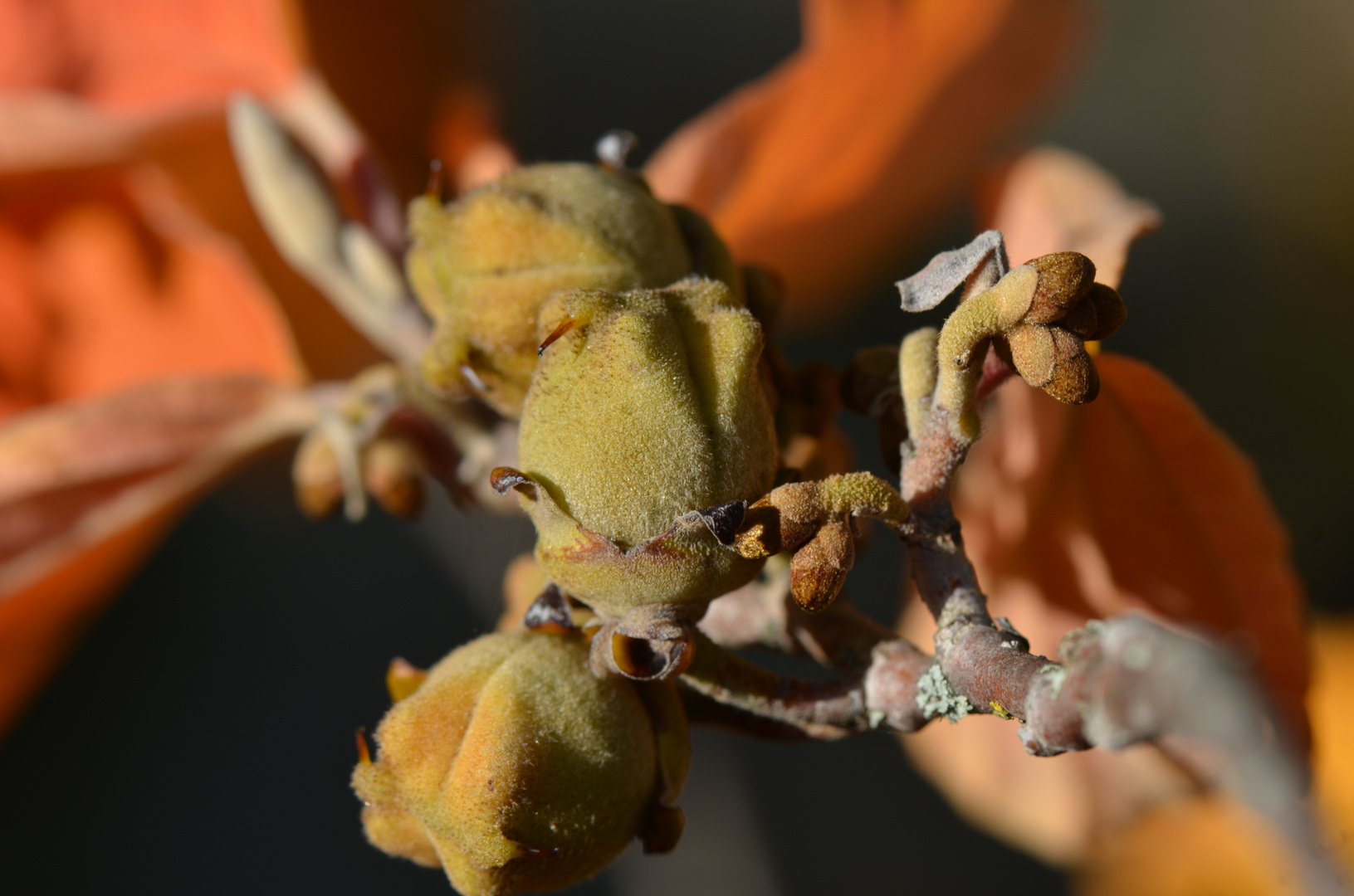 Zaubernuss im Herbst