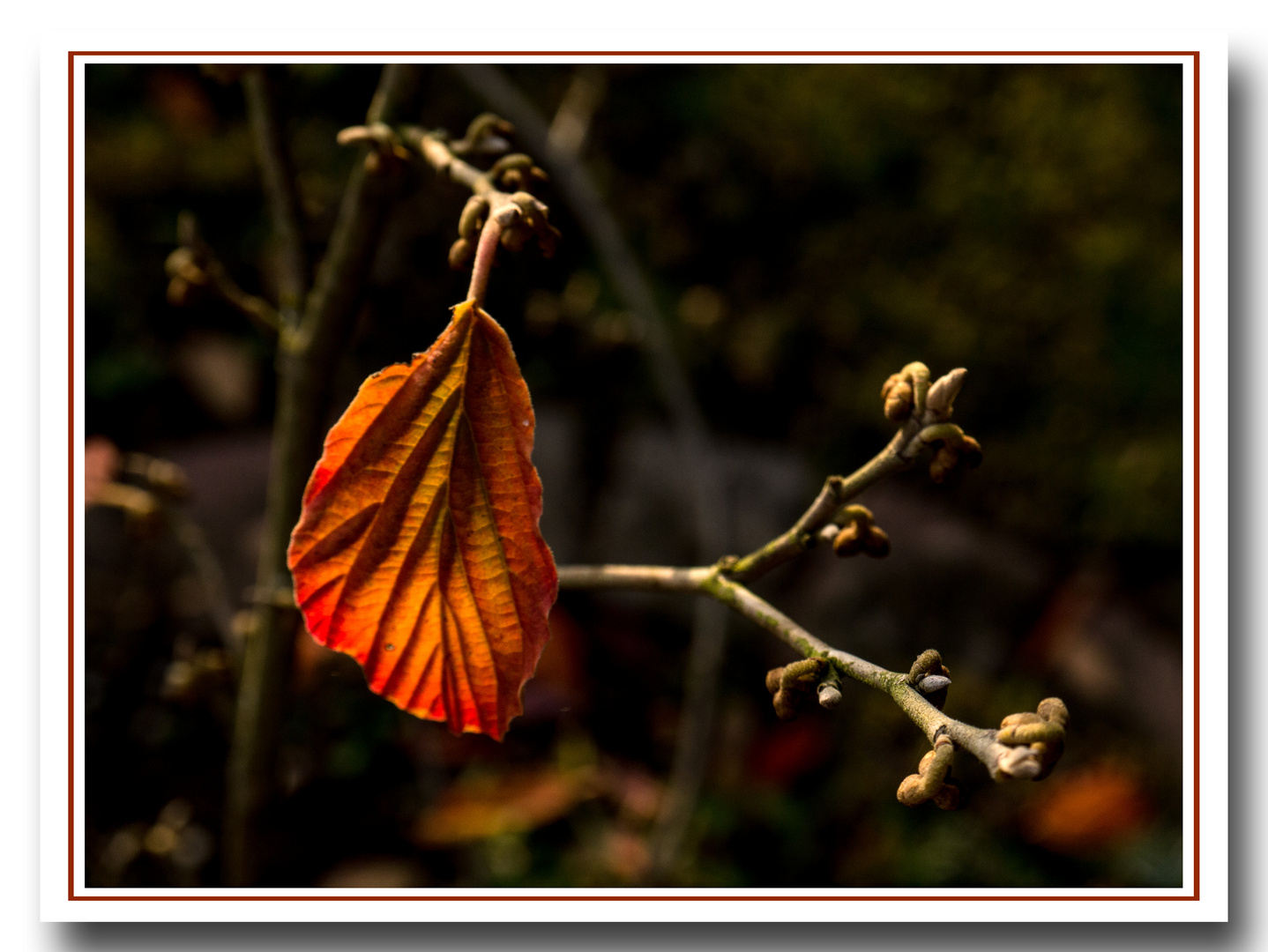 Zaubernuss im Herbst_1020172