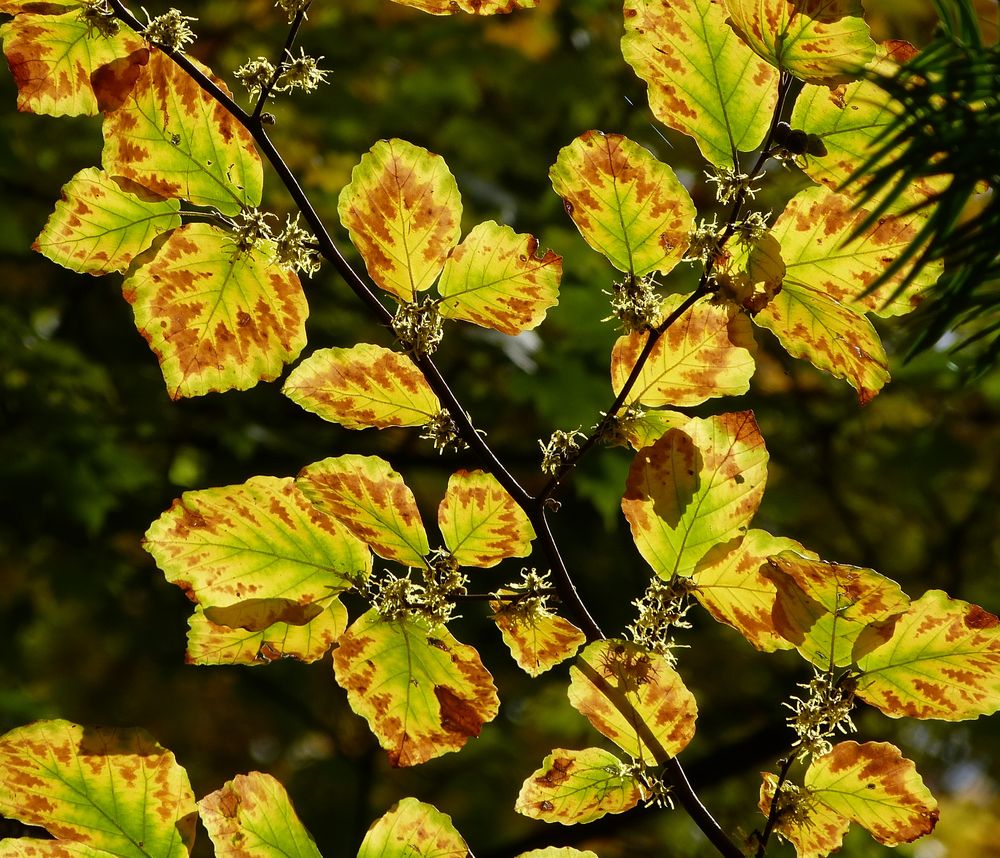 Zaubernuss im Herbstkleid und Blüten