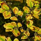 Zaubernuss im Herbstkleid und Blüten