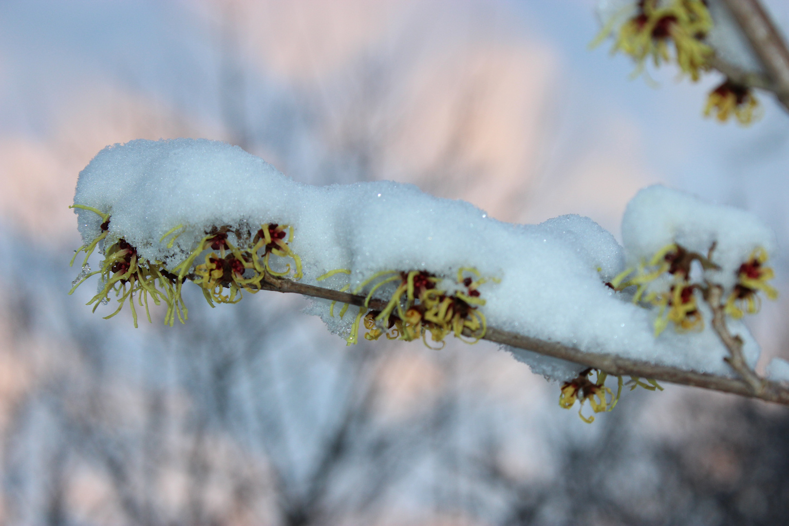 Zaubernuß im Schnee