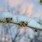 Zaubernuß im Schnee