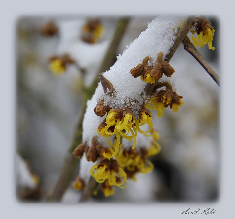 Zaubernuss im Schnee