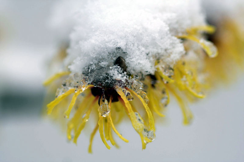 Zaubernuss im Schnee