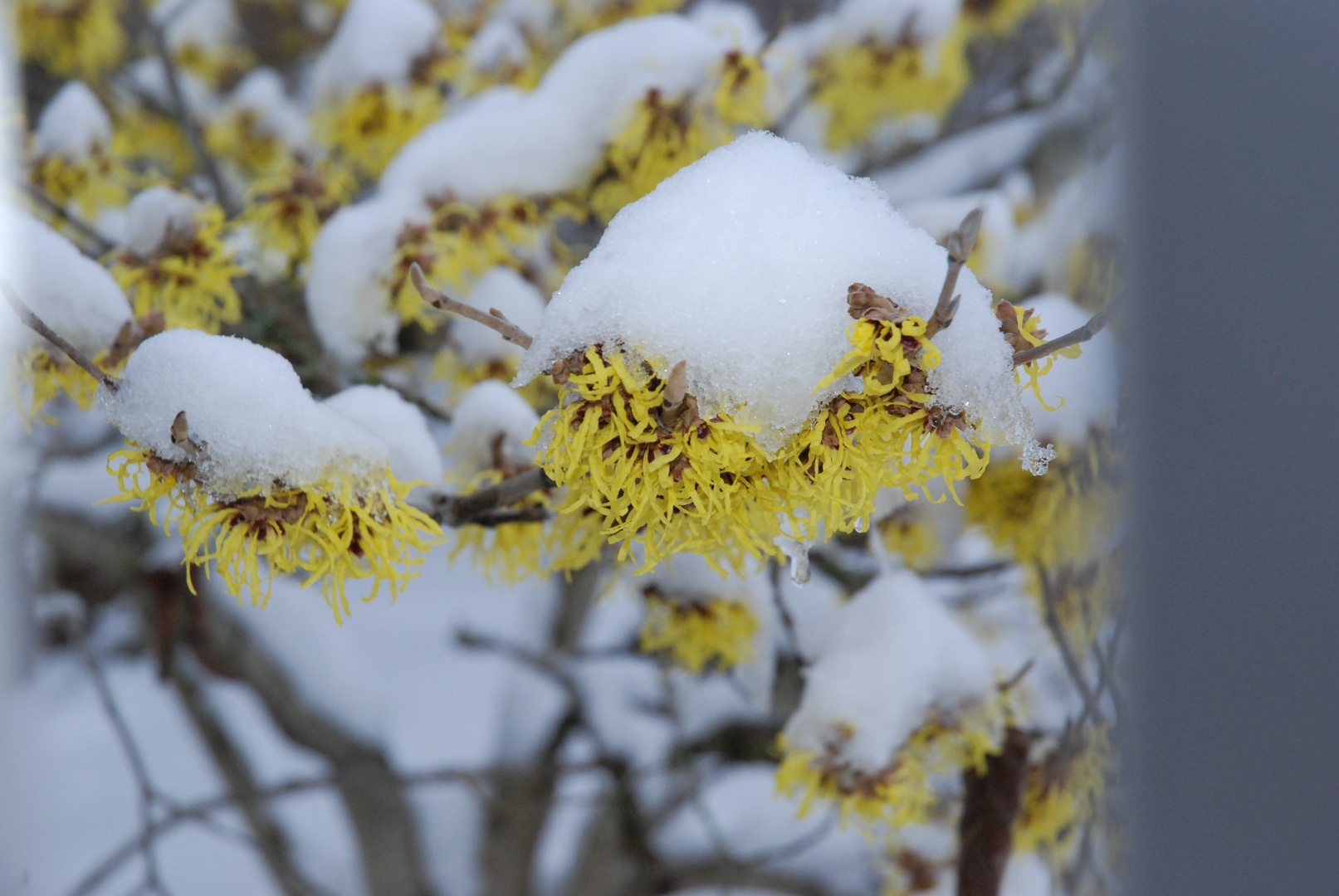 Zaubernuss im Schnee. 