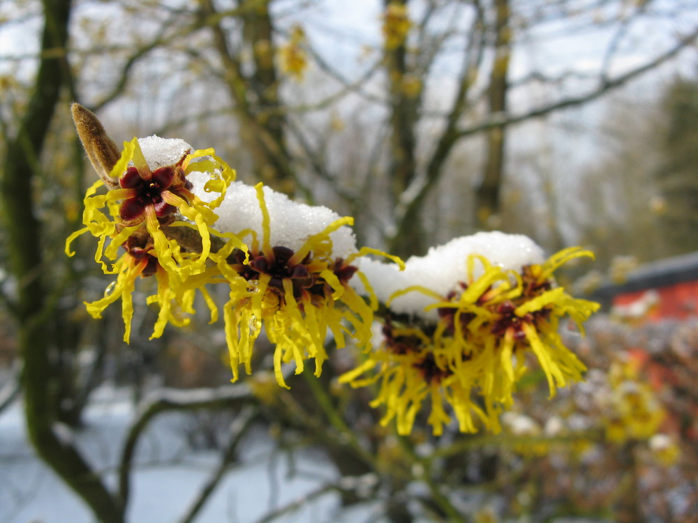 Zaubernuss im Schnee