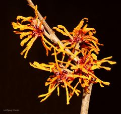 Zaubernuss im Sonnenschein