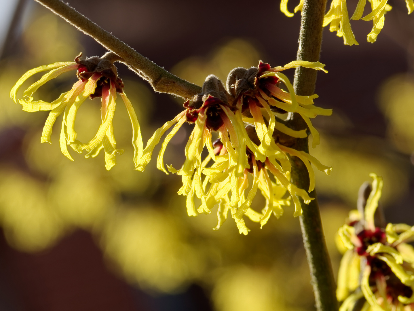 Zaubernuss im Sonnenschein