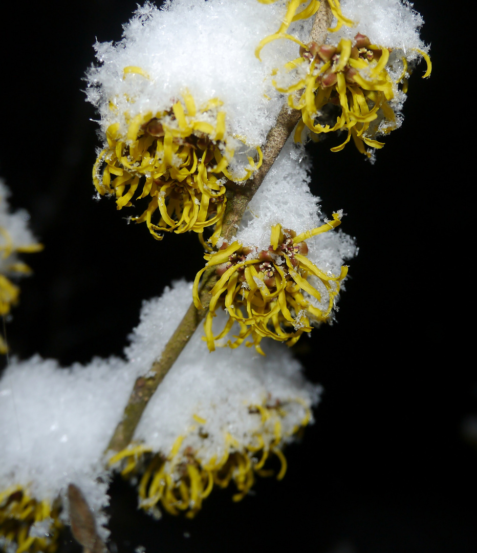 Zaubernuss im Winter