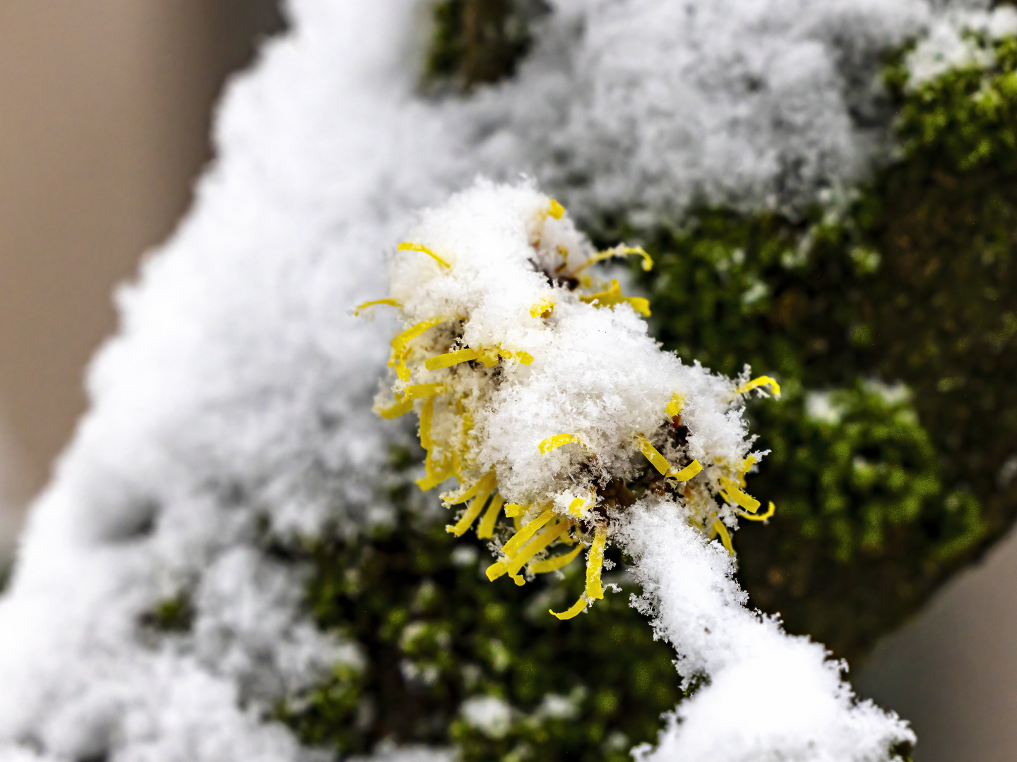 Zaubernuss im Winterkleid