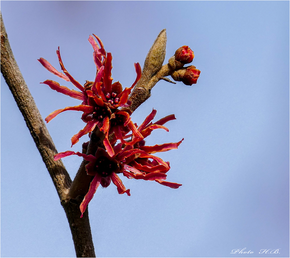 Zaubernuss in rot