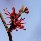 Zaubernuss in rot