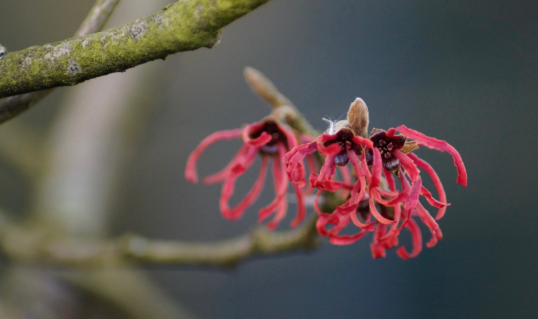 Zaubernuss in Rot