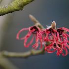 Zaubernuss in Rot