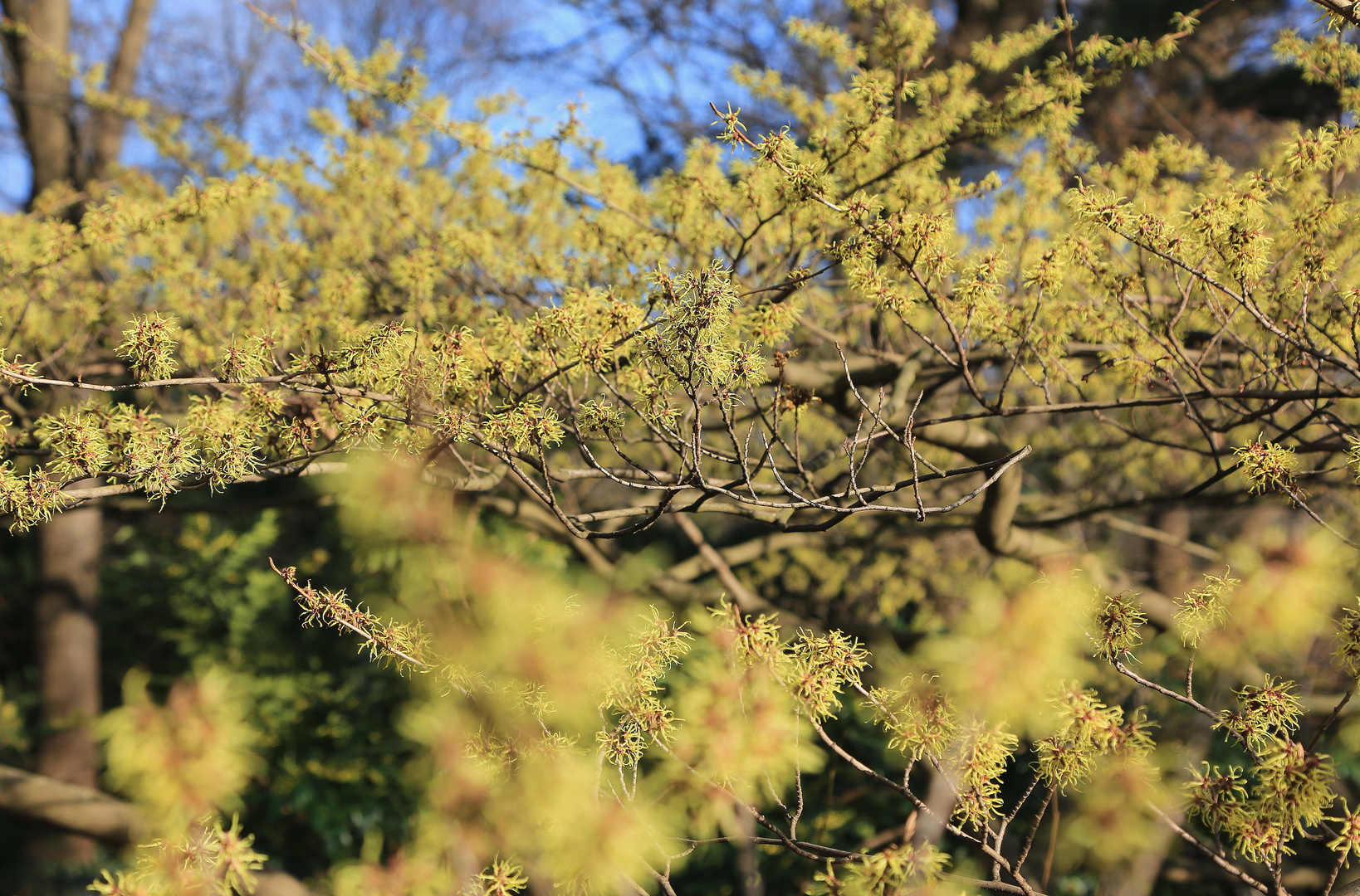 zaubernuss in voller blüte