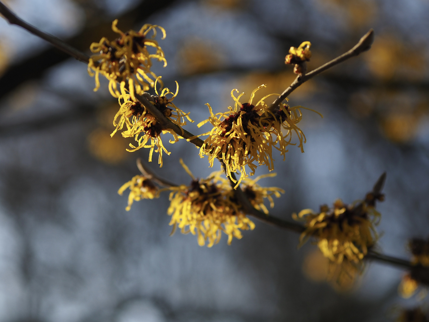 Zaubernuss in Wintersonne