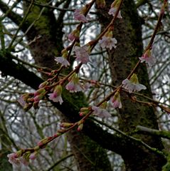 Zaubernuß kann ja jeder,aber die Japanische Blütenkirsche (Prunus serrulata) im Januar nicht !!