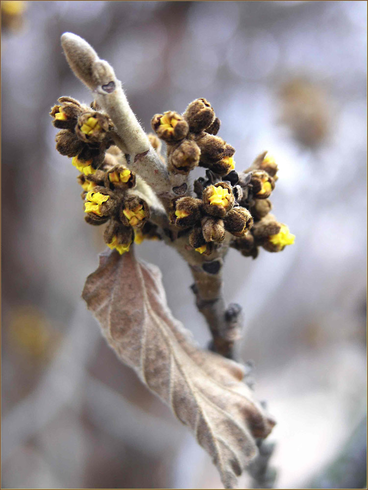 Zaubernuß - Königin der Winterblüher