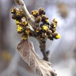 Zaubernuß - Königin der Winterblüher