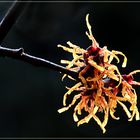 Zaubernuss nach dem Regen - Ein Feuerwerk der Natur