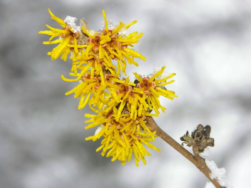 Zaubernuß nach den Schneemassen vom 03.03.2006