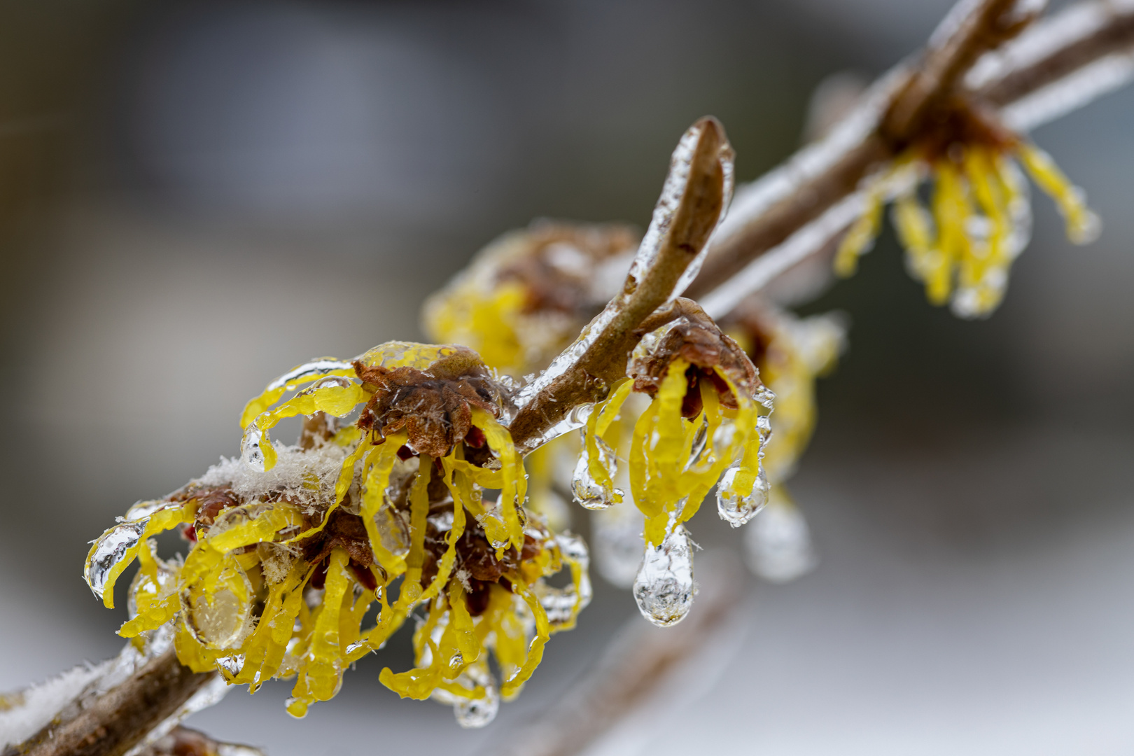 Zaubernuss nach Eisregen