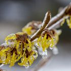 Zaubernuss nach Eisregen