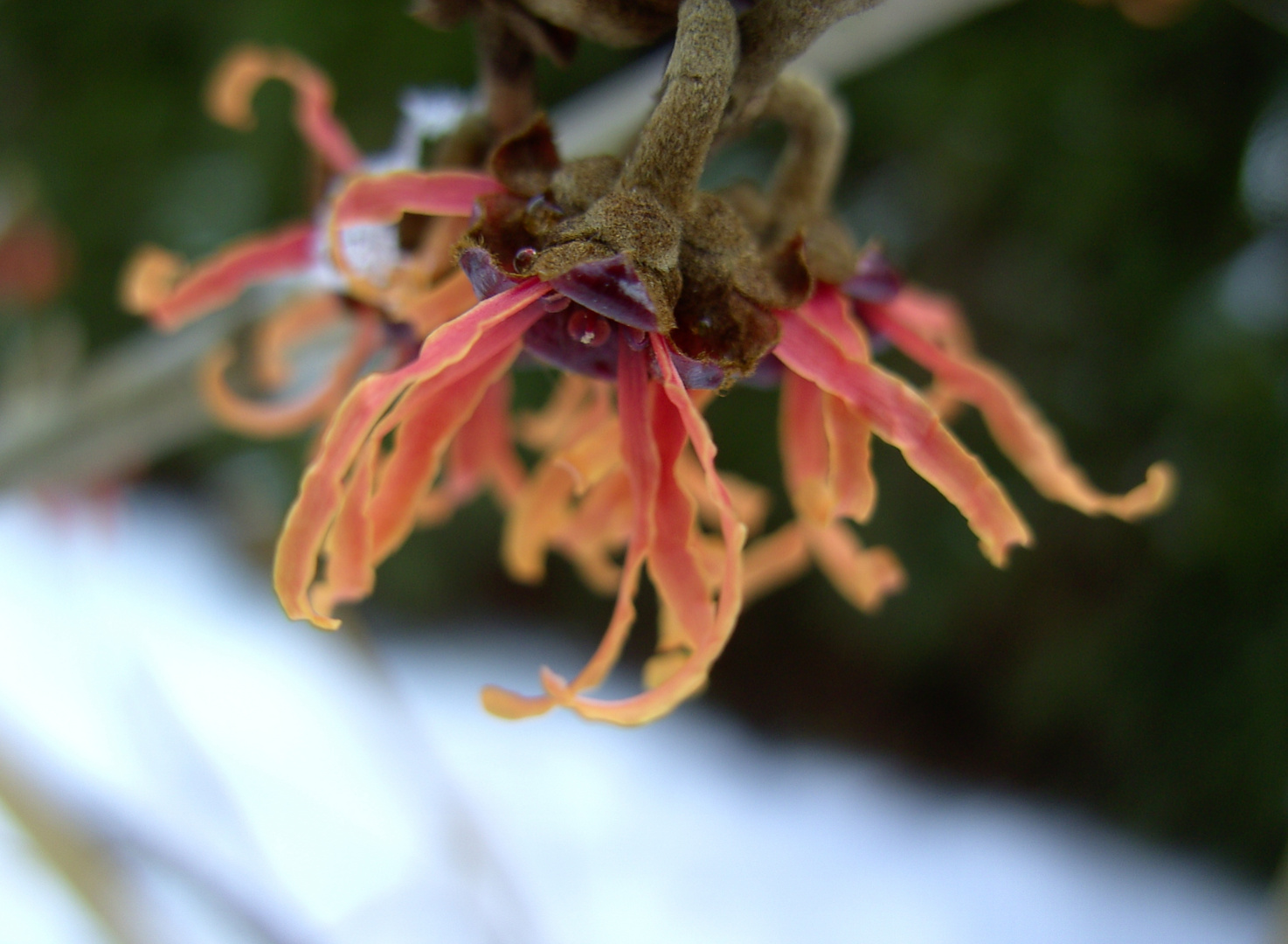 Zaubernuß Ruby Glow (Hamamelis ruby glow)