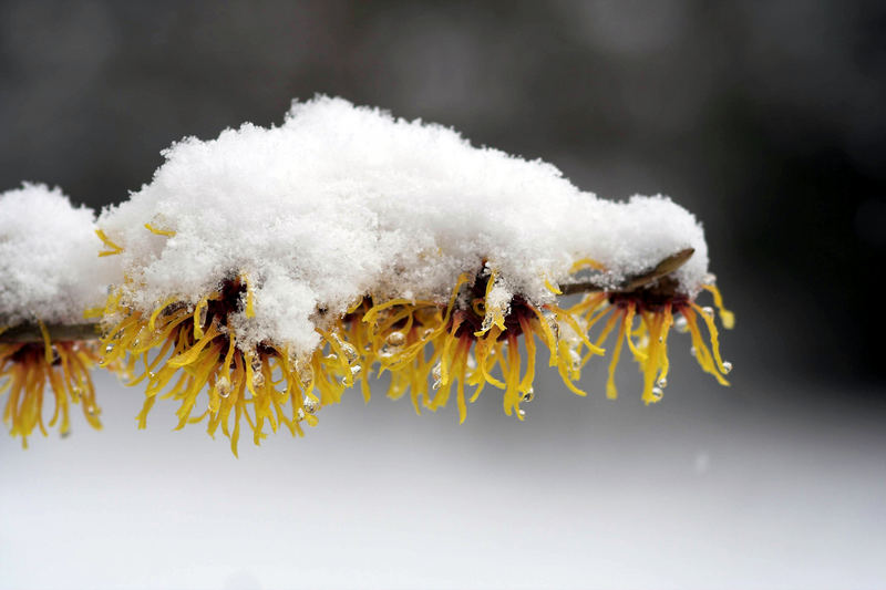 Zaubernuss und Märzschnee