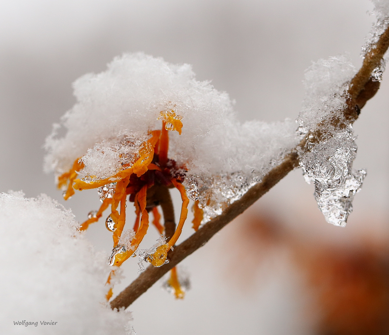 Zaubernuss unter Schnee und Eis