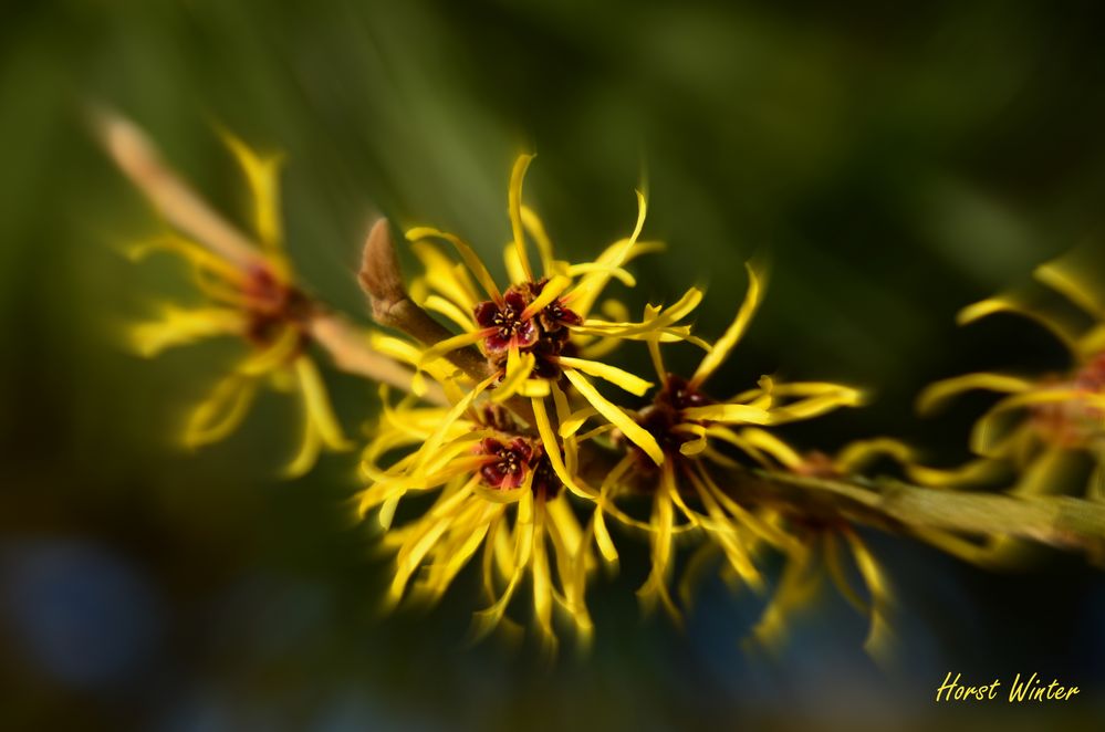 Zaubernuss (Winterblüher)