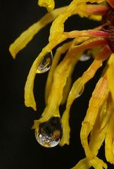 Zaubernussblüte mit Tropfen