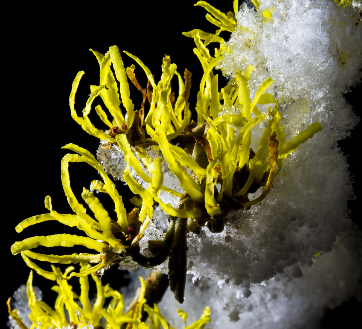 Zaubernussblüten im Schnee