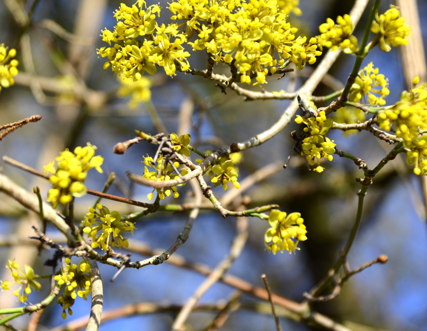 Zaubernussblüten kündigen den Frühling an