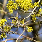 Zaubernussblüten kündigen den Frühling an