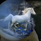 Zauberpferd - mystic horse