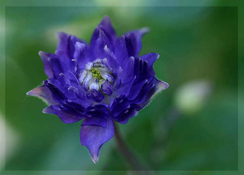 Zauberpflanze Aquilegia