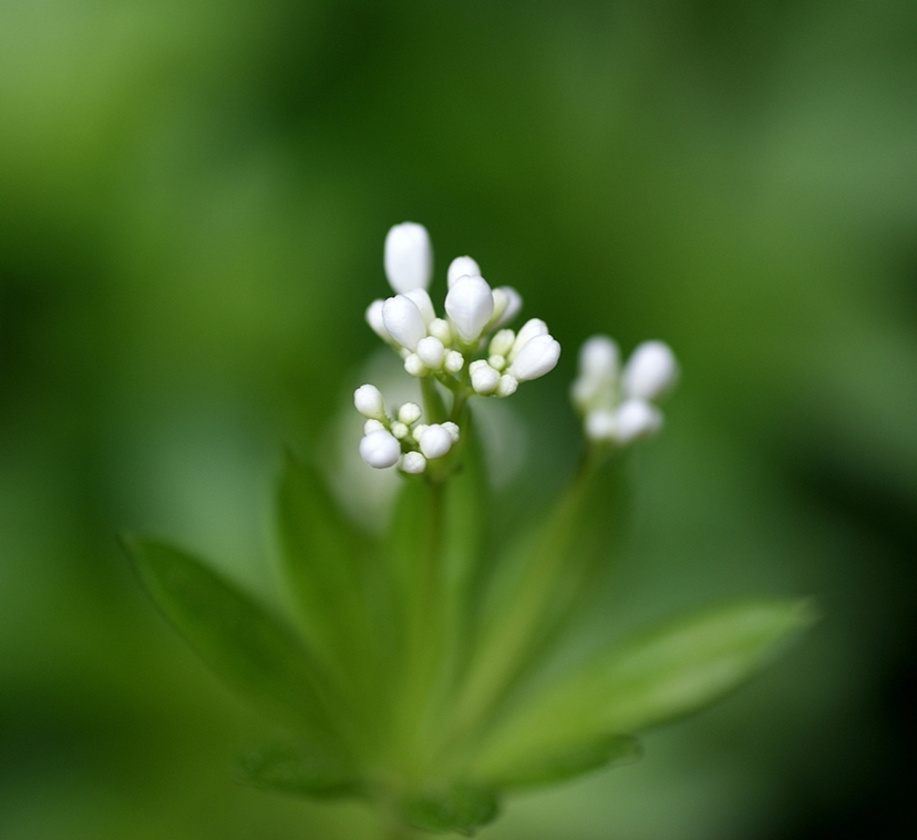 Zauberpflanze (Galium odoratum)