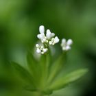 Zauberpflanze (Galium odoratum)