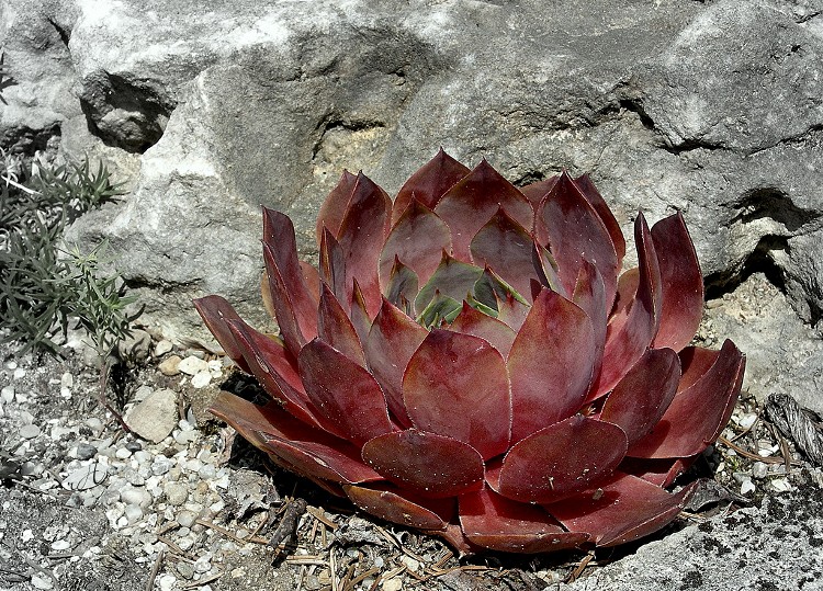 Zauberpflanze Sempervivum