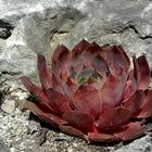 Zauberpflanze Sempervivum