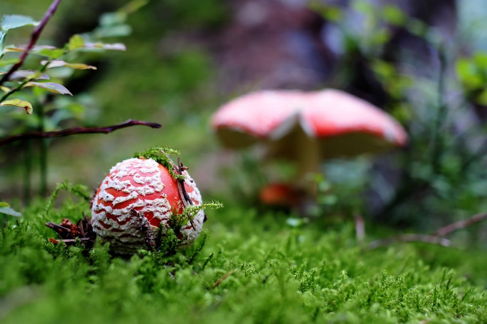 Zauberpilze Foto & Bild | pflanzen, pilze & flechten, pilze & flechten, wald Bilder auf ...