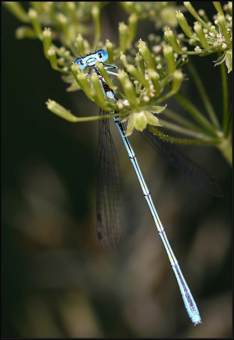 Zauberstab mit blauen Augen