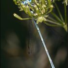 Zauberstab mit blauen Augen