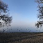 Zauberstimmung am Greifensee